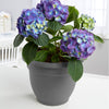 Bloem 10 in. Dia. Polyresin Ariana Planter Charcoal