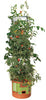 Hydrofarm 12 in. H X 14 in. W Plastic Tall Planter Green