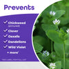 Bonide Bon-Neem II Organic Liquid Insect, Disease & Mite Control 32 oz. (Pack of 12)