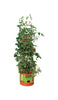 Hydrofarm 12 in. H X 14 in. W Plastic Tall Planter Green