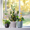 Safer Brand Houseplant Sticky Stakes 7 pk