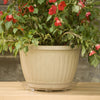 Gardeners Blue Ribbon  1 in. H x 12 in. Dia. Plastic  Plant Saucer  Clear