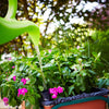 EarthBOX 11 in. H X 13.5 in. W X 29 in. L Garden Kit 1 pk