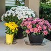 Gardeners Choice VS12VUS 12" Clear Vinyl Planter Saucer (Pack of 25)