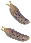 Play Visions Slug Banana Slug Toy 2 Pack