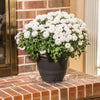 Gardeners Choice VS12VUS 12" Clear Vinyl Planter Saucer (Pack of 25)