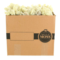 Syndicate Sales Bella Moss Natural Reindeer Moss 10 lb