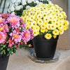 Gardeners Choice VS6VUS 6" Clear Vinyl Planter Saucer (Pack of 50)