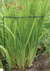 Luster Leaf 1035 10 X 30 Prop-Ups (Pack of 24)