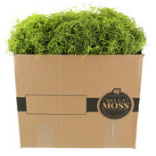 Syndicate Sales Inc 1408-01-1082 10 Lb Green Long Strand Spanish Moss