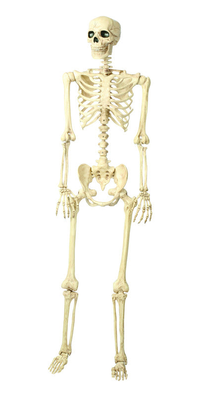 Seasons  Human Skeletons  Halloween Decor