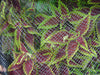 DeWitt Bird & Pond Netting 14 ft. L X 14 ft. W Bird & Pond Netting