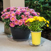 Gardener's Blue Ribbon 1 in. H X 8 in. D Plastic Plant Saucer Clear