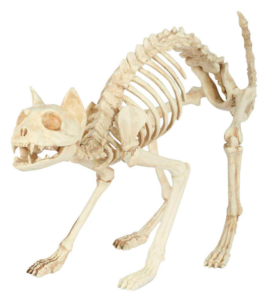 Seasons  Cat Skeleton  Halloween Decoration  11.25 in. H x 5.75 in. W 1 pk