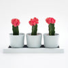 Bloem Casper 4 in.   H X 14 in.   W X 4 in.   D Plastic Trio Flight Planter White