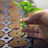 General Hydroponics Rapid Rooter Plant Starter Plugs 50