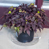 Gardeners Blue Ribbon 10 in. W Vinyl Plant Saucer Clear (Pack of 50)