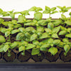 General Hydroponics Rapid Rooter Plant Starter Plugs 50